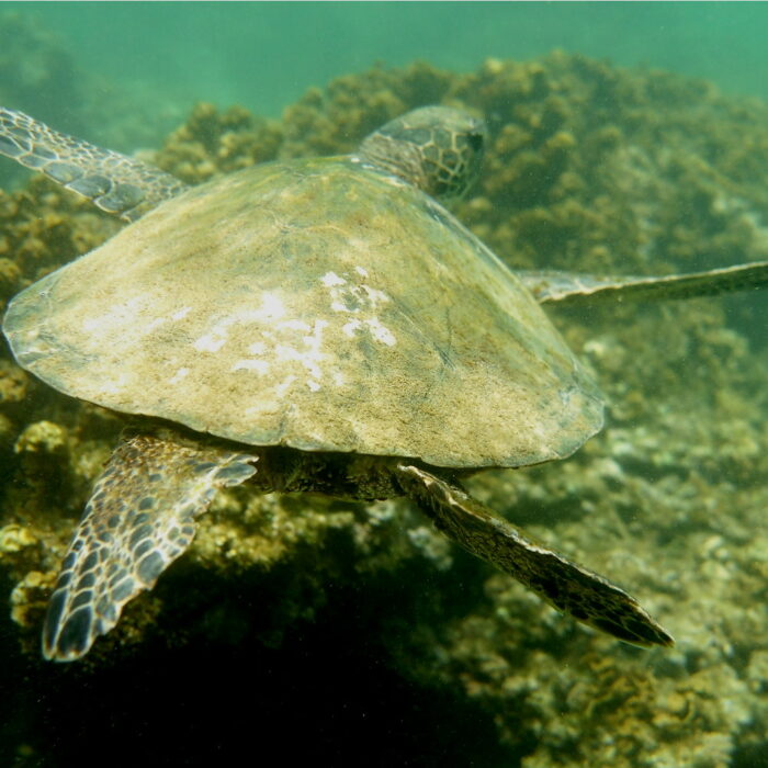 Three Tables – Hawaii Dive Center