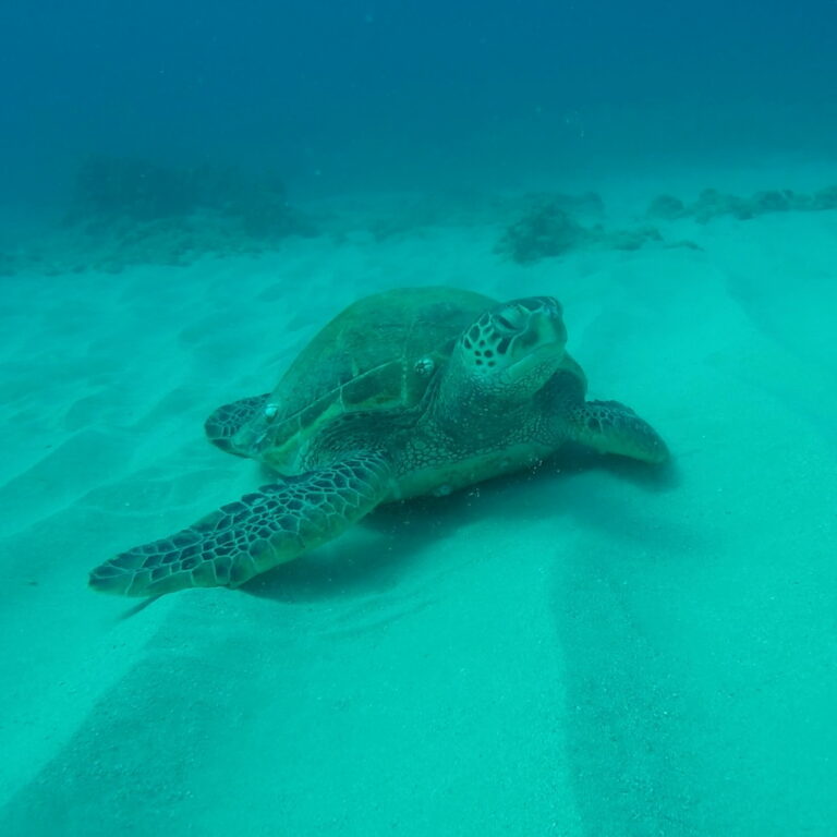 Turtle Canyon – Hawaii Dive Center